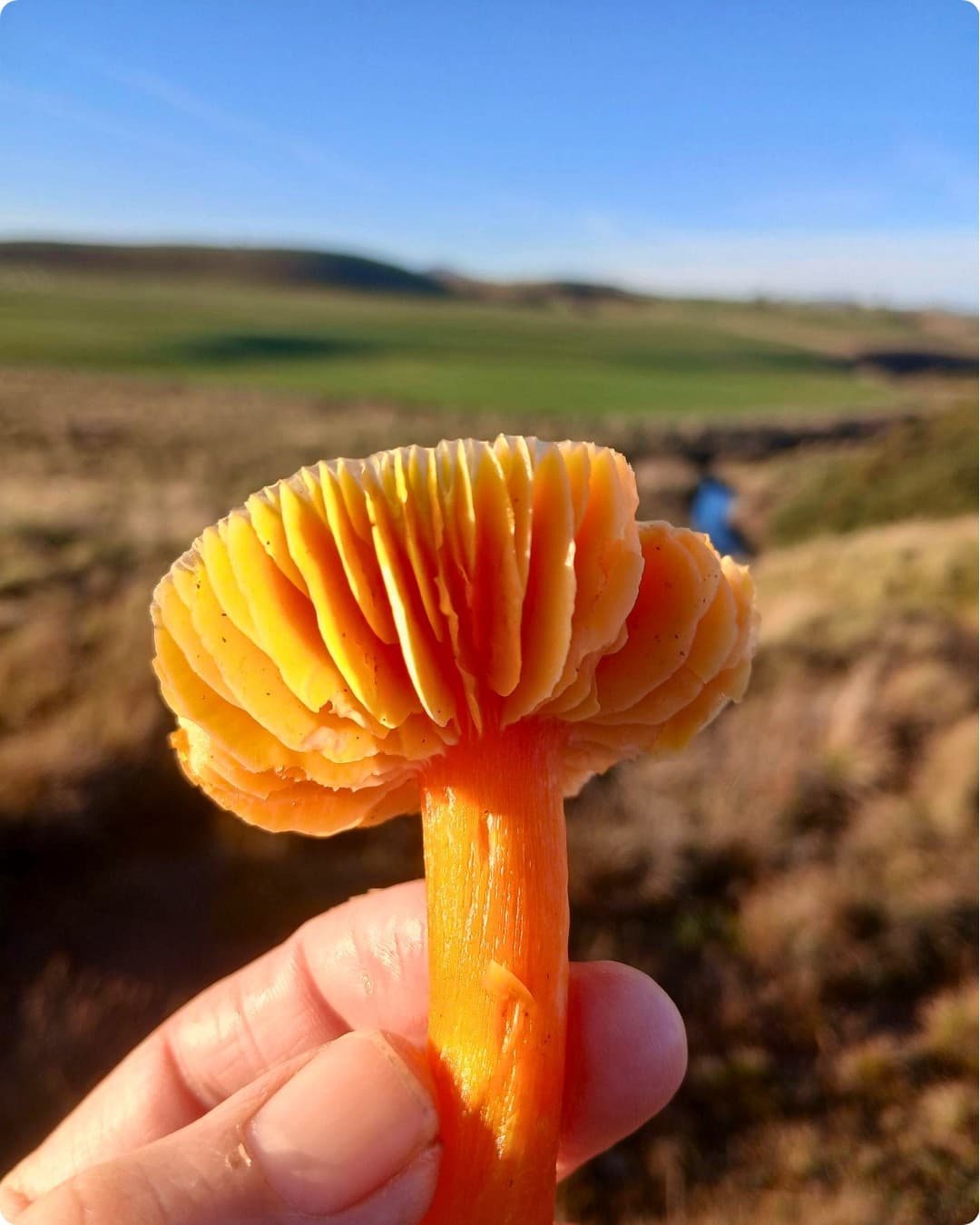 Close-up of an orange fungus found in the landscape