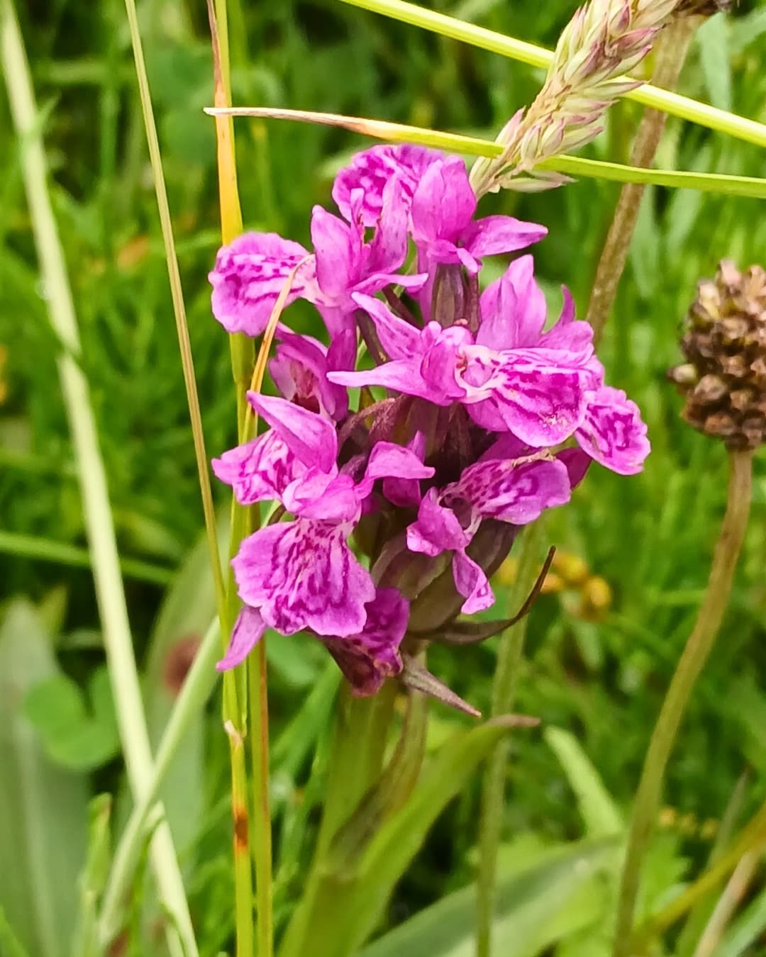 Close-up of a native pink wildflower