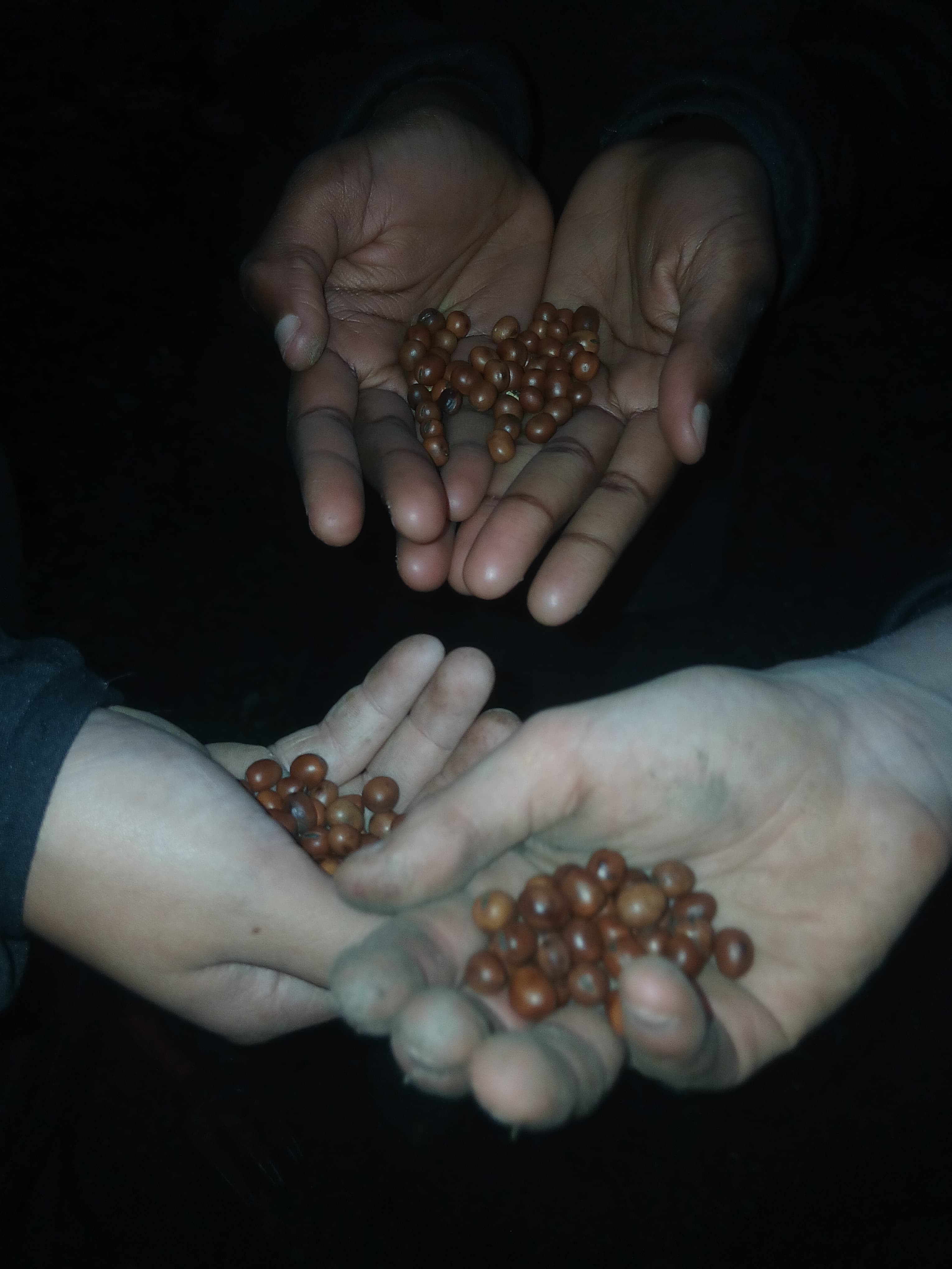 Native seeds held by volunteers for planting
