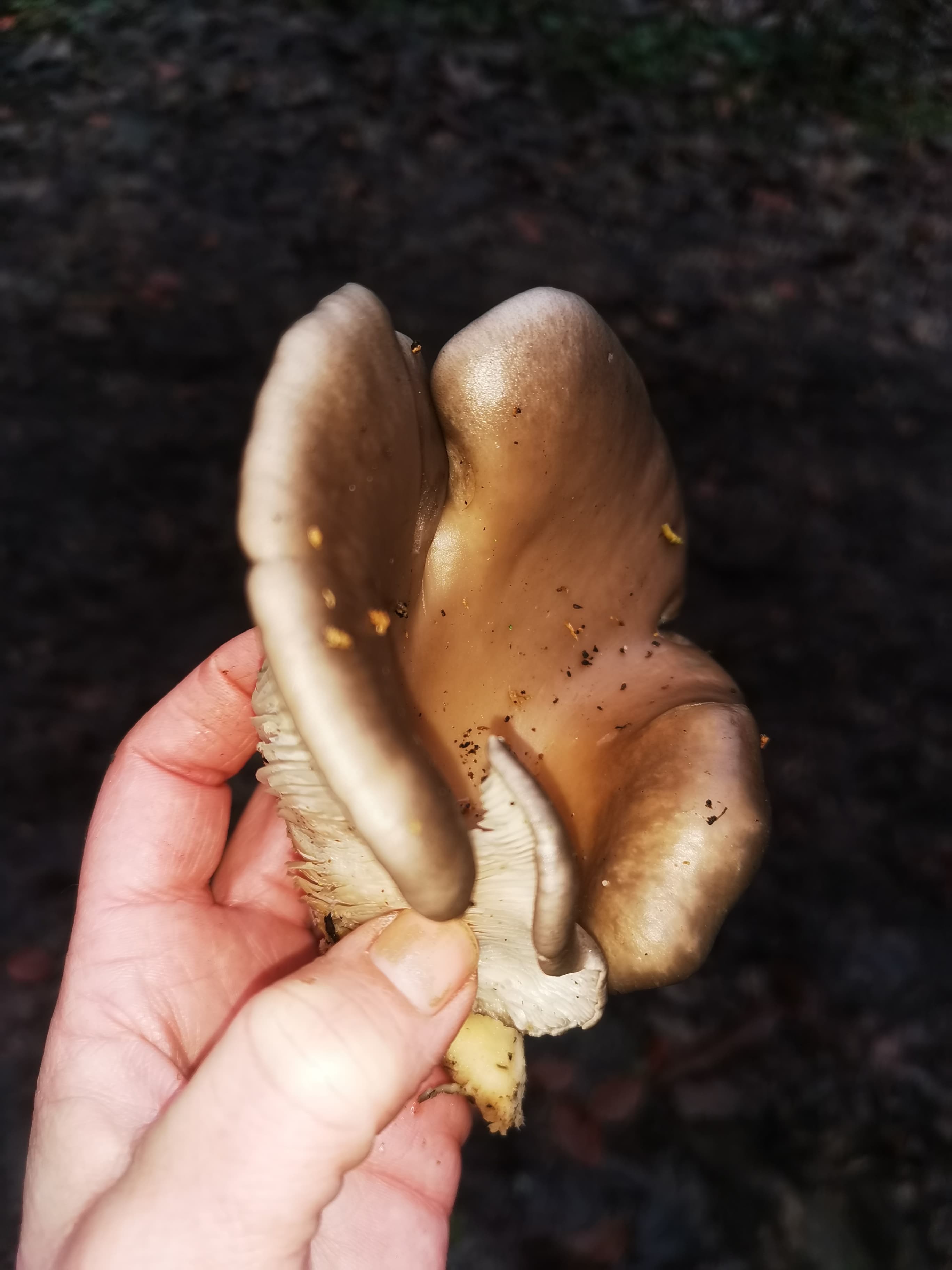 Woodland fungi observed during local nature recording
